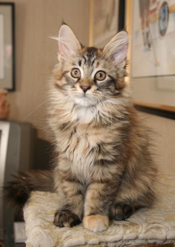 Millimina
