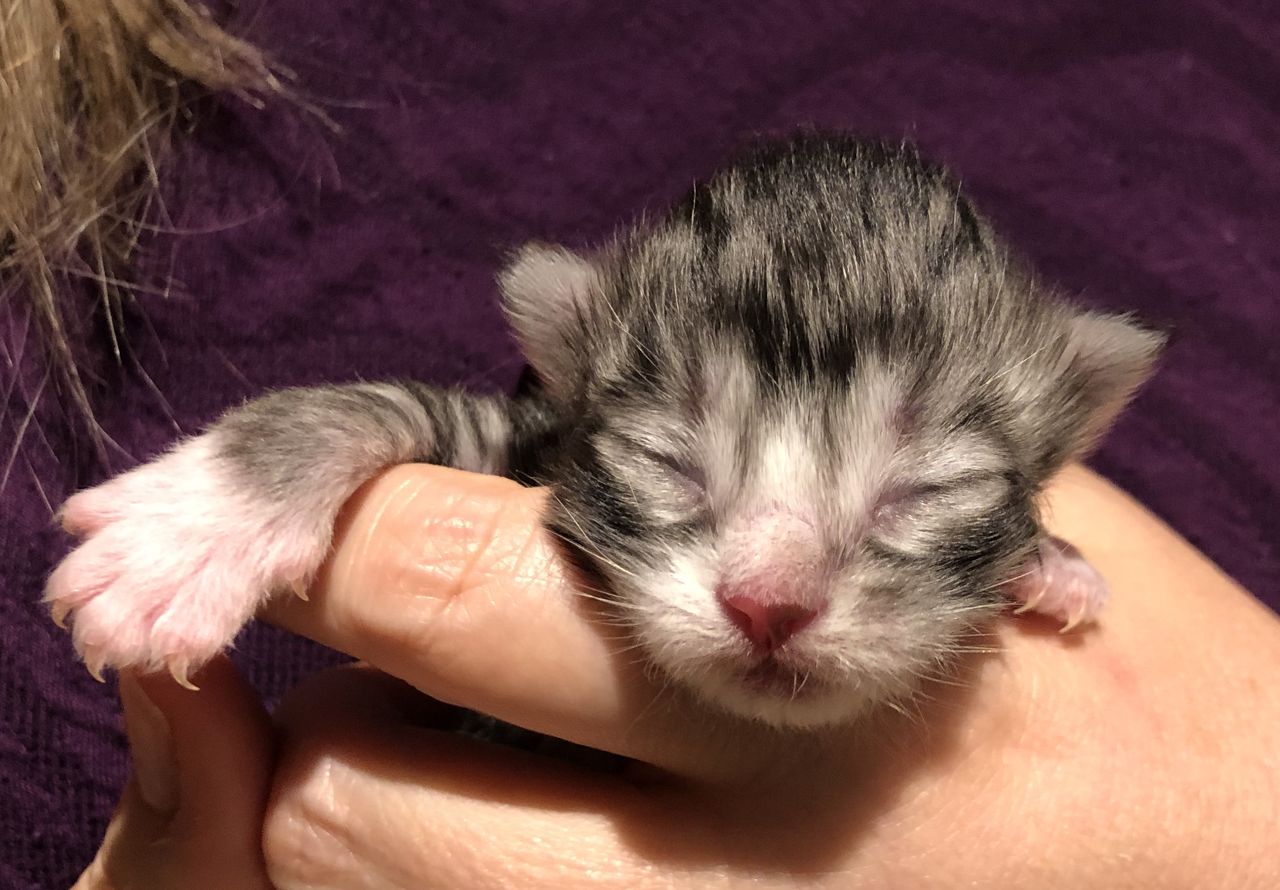 kattunge 1