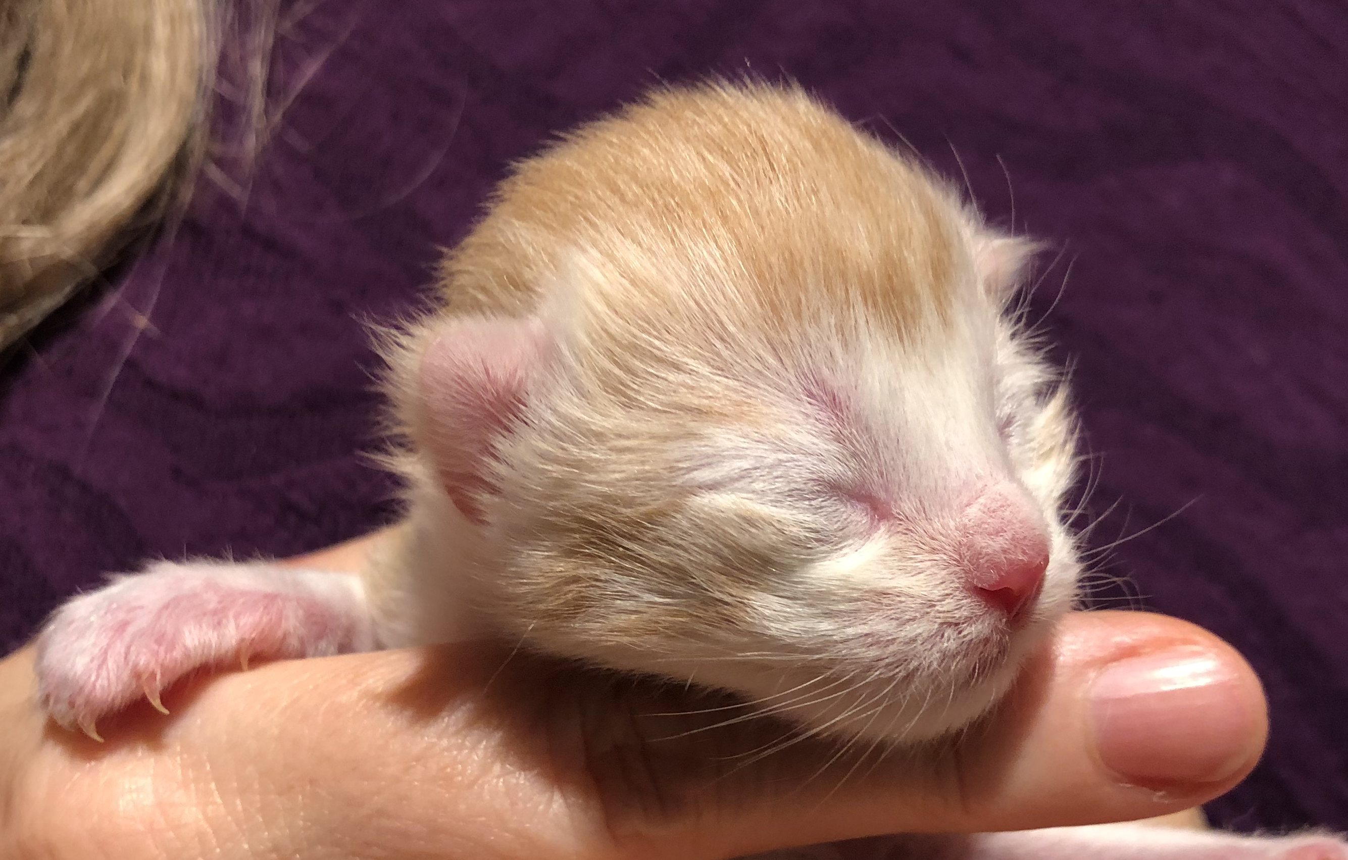 kattunge 2
