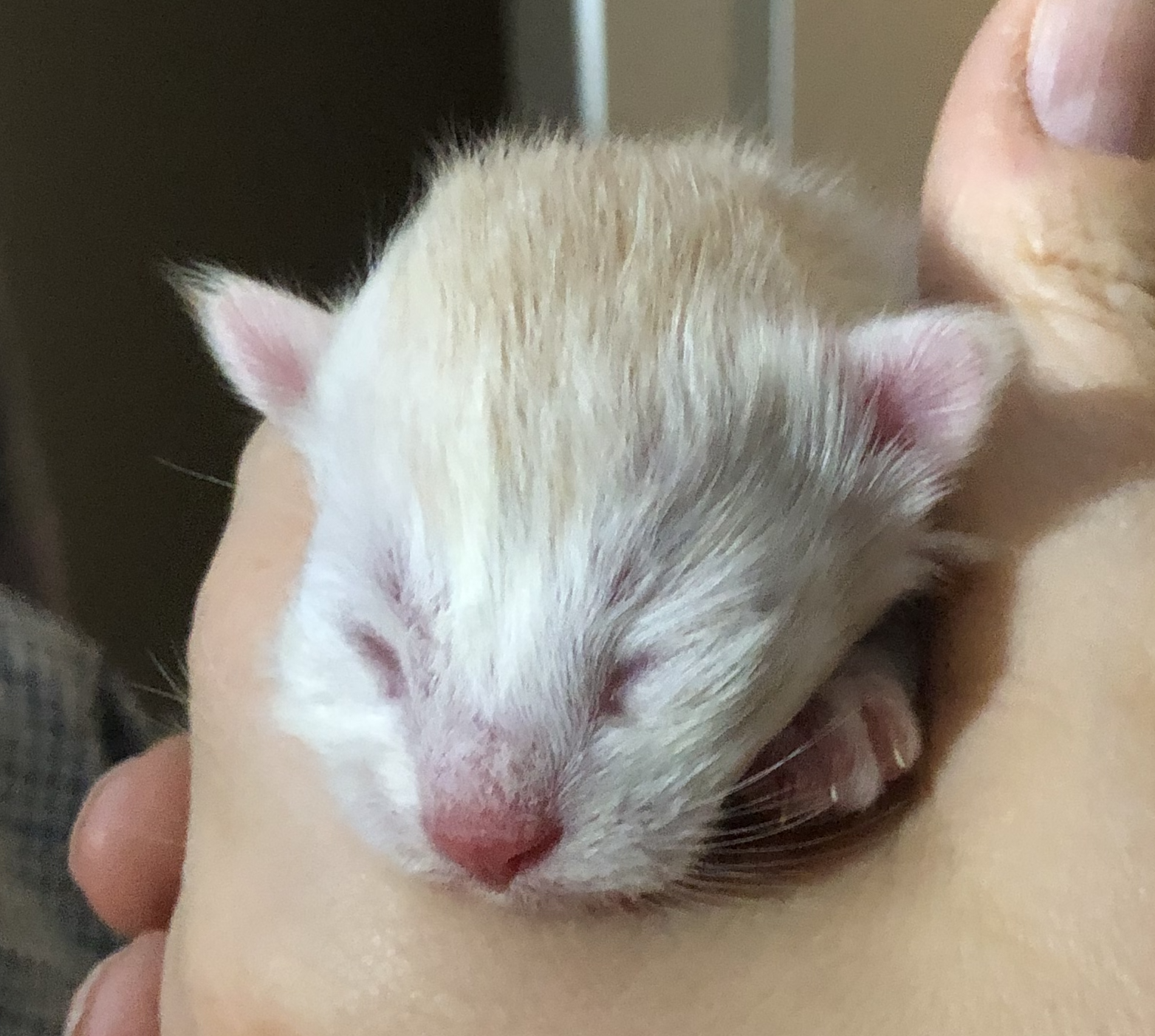 kattunge 4