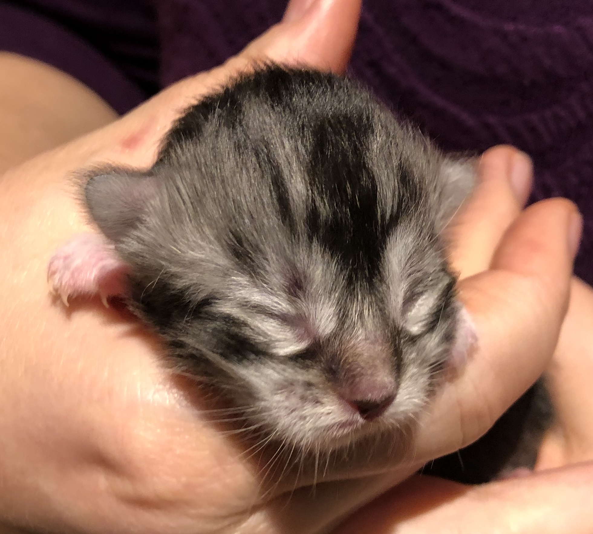 kattunge 5