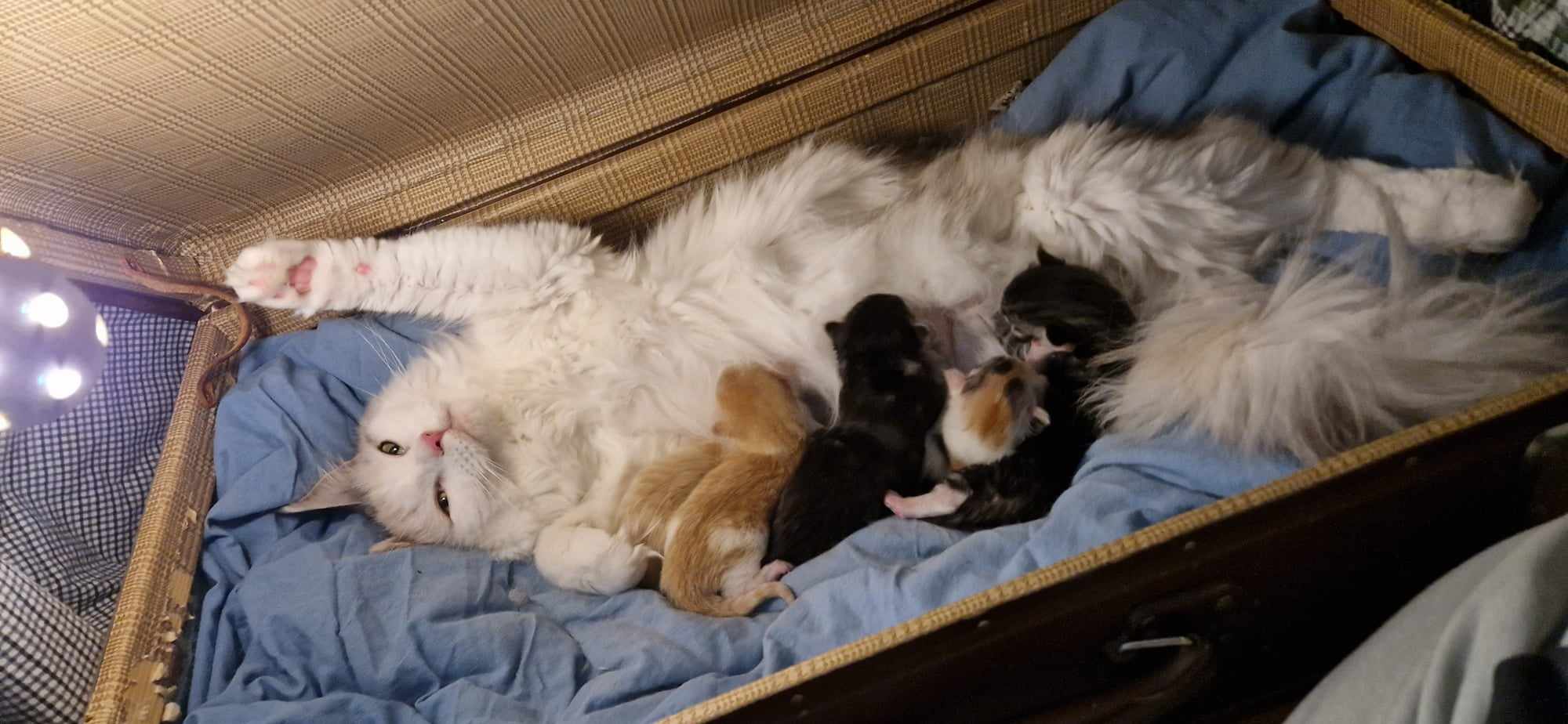 kattunge 1