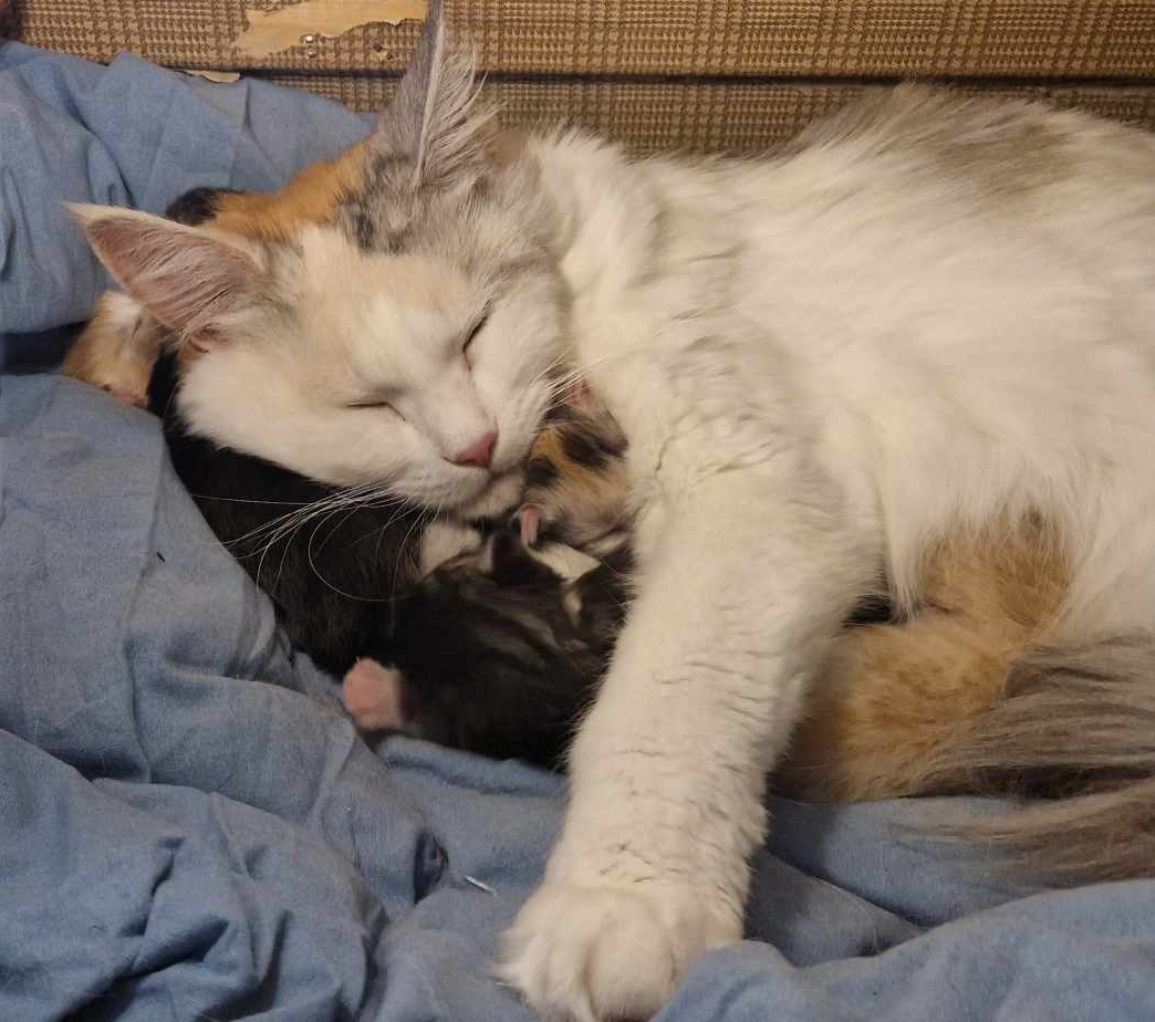 kattunge 1