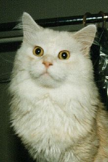 Hondo