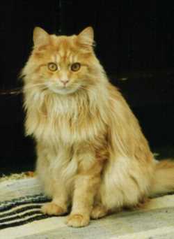 Bamse