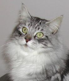 Blitzen