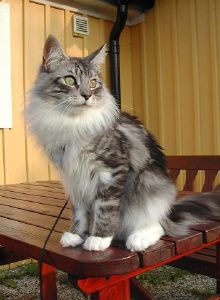 Blitzen
