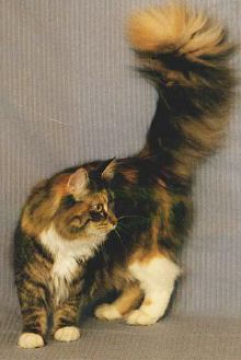 Bowie