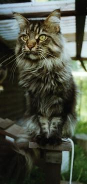 Grizzly
