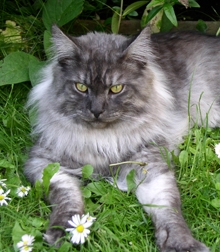 Smokey Joe