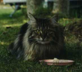 Cricket