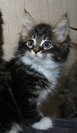Ebba