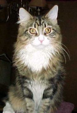 Emil