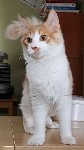Ferdinand