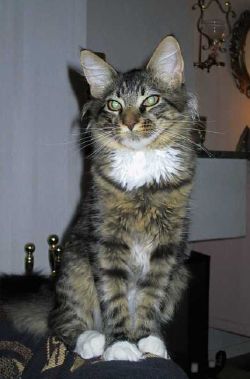 Kalle