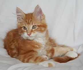 Mandarin