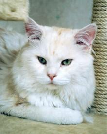 Marlo