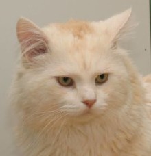Marlo