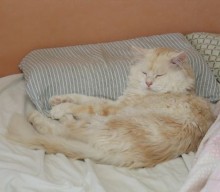 Marlo
