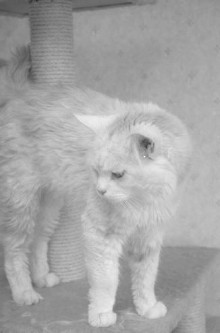 Marlo
