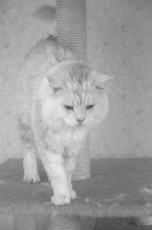 Marlo