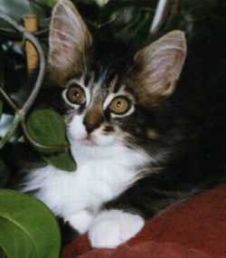 Minilina