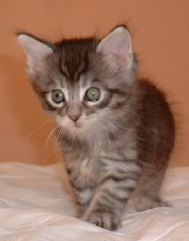 Pom