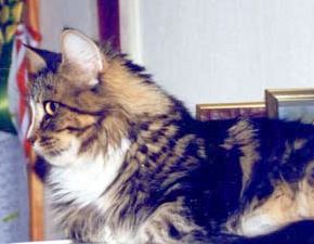 Pongolina