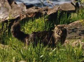 Smilodon