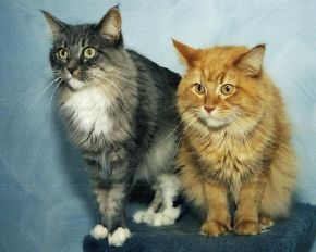 Smurfelina and Mango