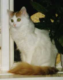 Tasha