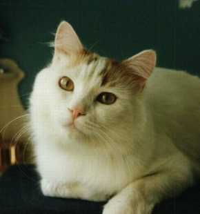 Tashan