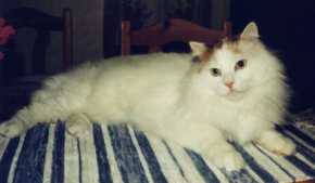 Torsten