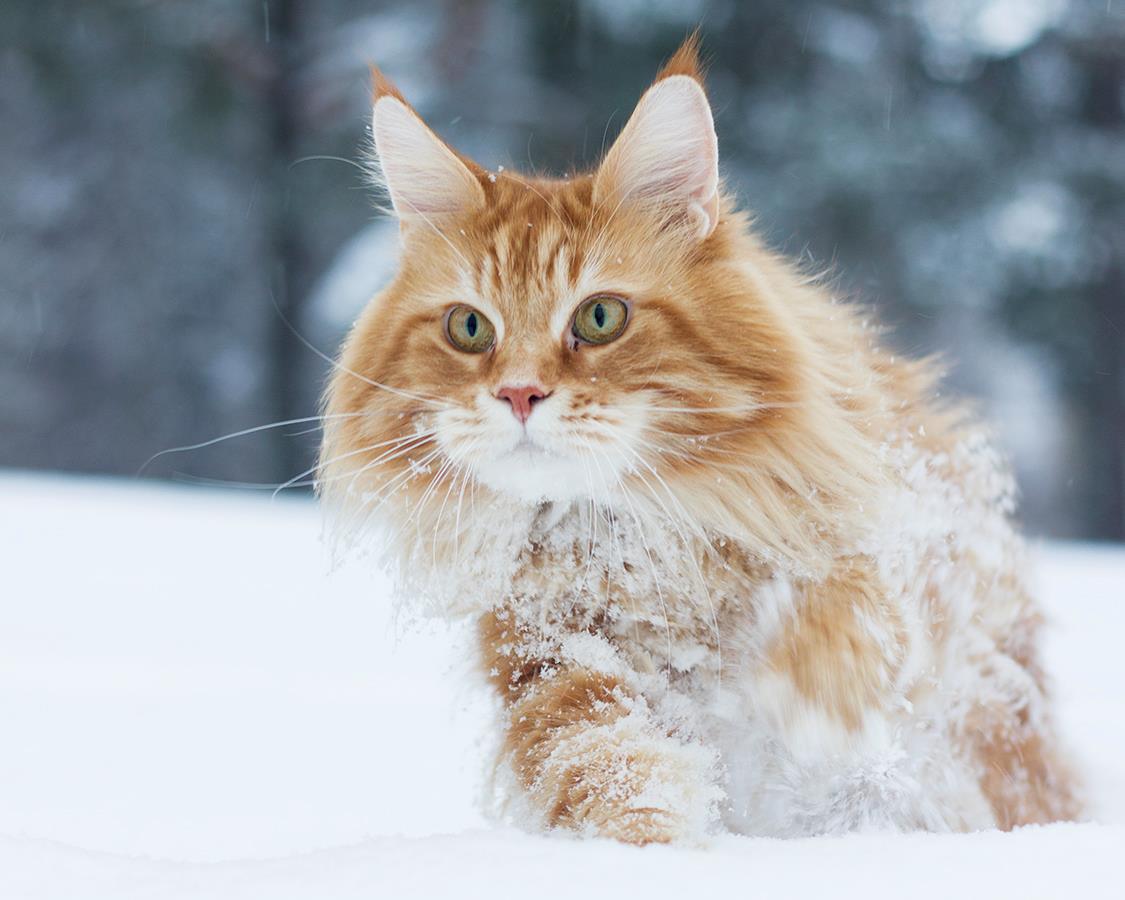 Sylvester