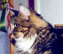 Pongolina
